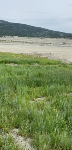 Native grass growth close-up